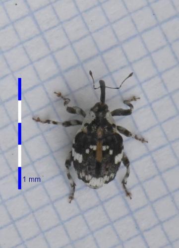 Hadroplontus trimaculatus